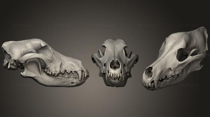 Animal Skulls 0210